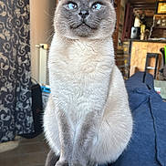 Bobby participe au concours pour gagner de l'argent avec cette photo : cat, siamese_cat, blue_eyes, pet, indoor, furniture, couch, armrest, home, curtains, wooden_furniture, floor, portrait, animal, feline, sitting, looking, cozy, domestic, house