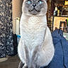 cat, siamese_cat, blue_eyes, pet, indoor, furniture, couch, armrest, home, curtains, wooden_furniture, floor, portrait, animal, feline, sitting, looking, cozy, domestic, house