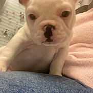 Abby a rejoint le concours — aidez-le/la à gagner de superbes lots ! puppy, dog, french_bulldog, close_up, pet, indoor, lap, ears, white, cute, animal, companion, domestic_animal, young, face, snout, fur, window, person, casual