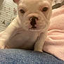 puppy, dog, french_bulldog, close_up, pet, indoor, lap, ears, white, cute, animal, companion, domestic_animal, young, face, snout, fur, window, person, casual