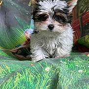 Titus a rejoint le concours — aidez-le/la à gagner de superbes lots ! puppy, dog, fluffy, white_fur, black_fur, brown_fur, cute, pet, animal, portrait, indoor, colorful_background, cartoon, fairy, green, grass, small, young, fur, eyes