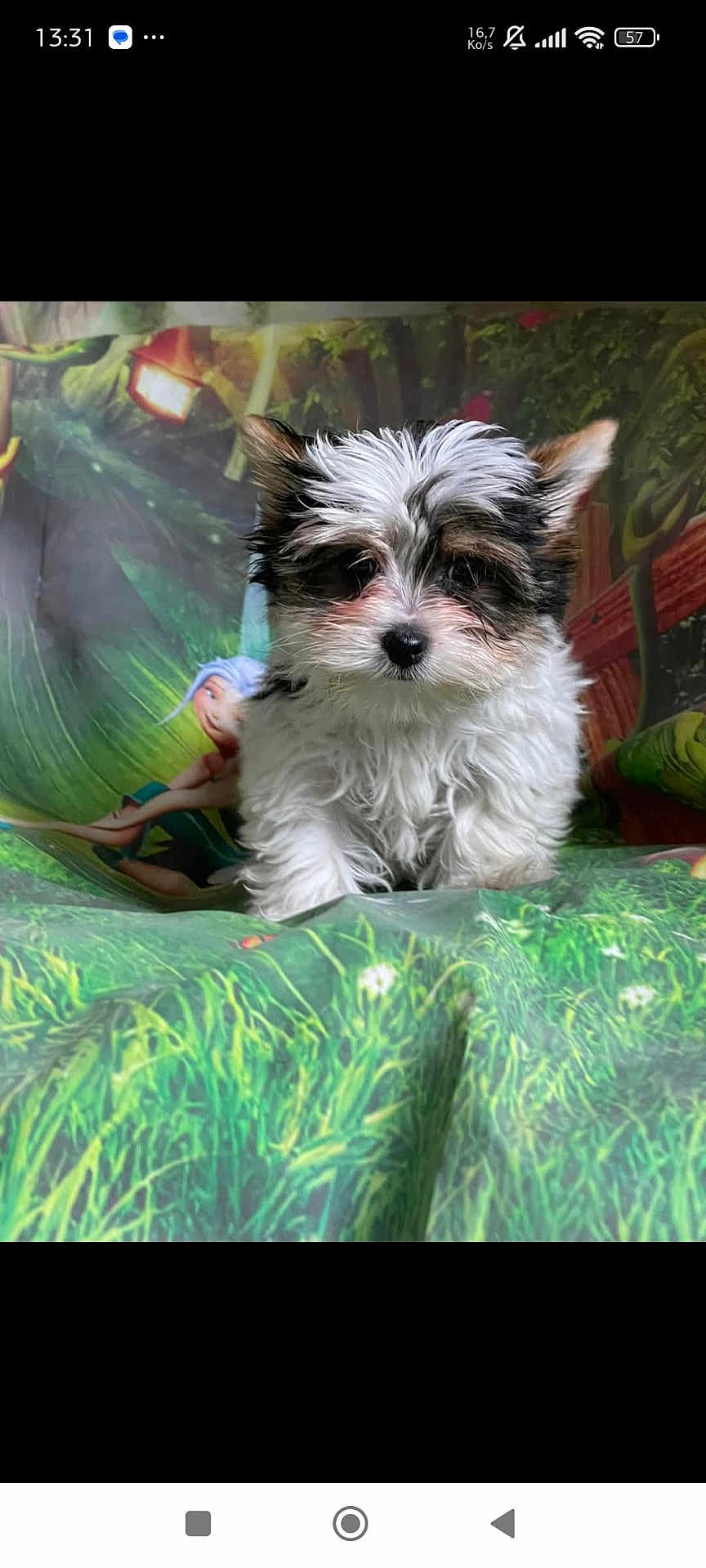 Titus a rejoint le concours — aidez-le/la à gagner de superbes lots ! puppy, dog, fluffy, white_fur, black_fur, brown_fur, cute, pet, animal, portrait, indoor, colorful_background, cartoon, fairy, green, grass, small, young, fur, eyes