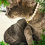 Ivy is registered to the contest to win money with this photo: animal, bell, cat, christmas, closeup, decor, feline, festive, fur, greenery, holiday, indoor, pearl_necklace, pet, pine_branches, portrait, relaxed, snowflake, tabby, whiskers