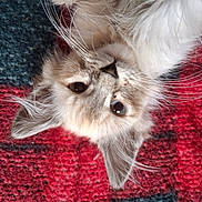 Vanessa Vienot participe au concours pour gagner de l'argent avec cette photo : cat, fluffy, whiskers, eyes, fur, pet, animal, indoor, closeup, texture, red_rug, blue_rug, cute, lying_down, portrait, feline, soft, curious, whisker, domestic_animal