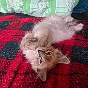 Yuky participe au concours pour gagner de l'argent avec cette photo : kitten, cat, fluffy, blue_eyes, lying_down, blanket, red, black, checkered, green, pillow, floral_pattern, cozy, pet, fur, whiskers, cute, indoor, resting, young_cat