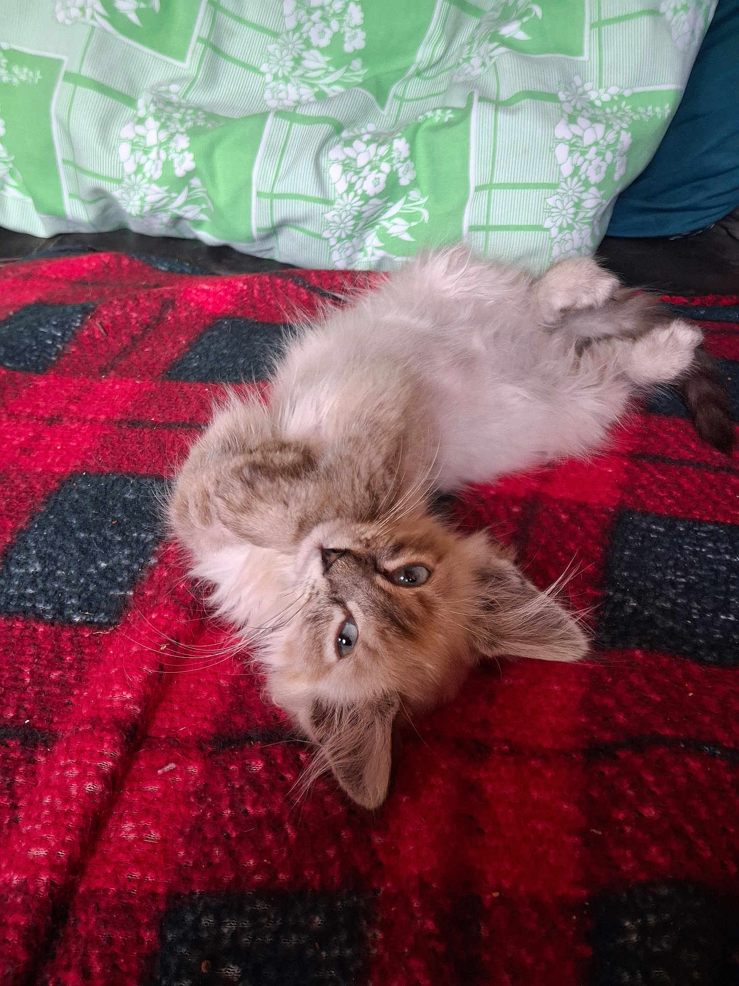Yuky participe au concours pour gagner de l'argent avec cette photo : kitten, cat, fluffy, blue_eyes, lying_down, blanket, red, black, checkered, green, pillow, floral_pattern, cozy, pet, fur, whiskers, cute, indoor, resting, young_cat