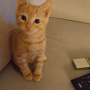 Baïko a rejoint le concours — aidez-le/la à gagner de superbes lots ! kitten, cat, orange_tabby, pet, cute, animal, sitting, couch, furniture, indoor, curious, small, young, feline, whiskers, ears, eyes, paws, cozy, home