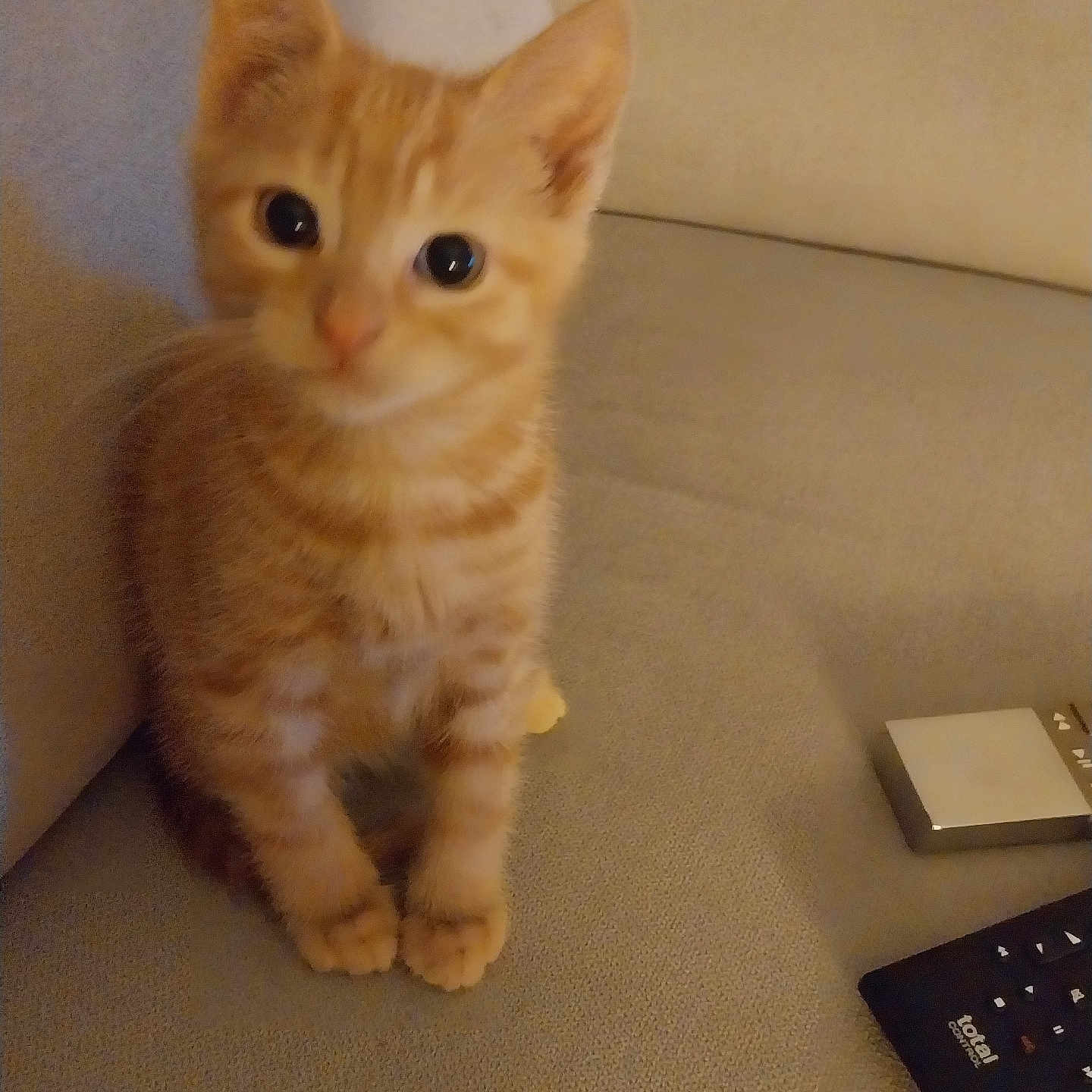 Baïko a rejoint le concours — aidez-le/la à gagner de superbes lots ! kitten, cat, orange_tabby, pet, cute, animal, sitting, couch, furniture, indoor, curious, small, young, feline, whiskers, ears, eyes, paws, cozy, home