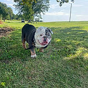 Winston joined the competition — help win amazing prizes! bulldog, dog, pet, animal, outdoor, park, grass, lawn, sunny, daylight, trees, landscape, nature, leash, collar, standing, portrait, wrinkles, underbite, playful