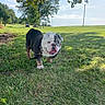 bulldog, dog, pet, animal, outdoor, park, grass, lawn, sunny, daylight, trees, landscape, nature, leash, collar, standing, portrait, wrinkles, underbite, playful