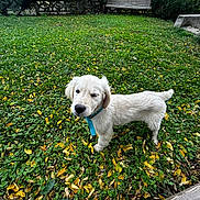 Abel a rejoint le concours — aidez-le/la à gagner de superbes lots ! puppy, dog, golden_retriever, grass, yellow_leaves, outdoor, bench, greenery, pet, collar, nature, young_dog, fall, leaf_litter, canine, animal, cute, fur, sidewalk, shoe