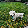 puppy, dog, golden_retriever, grass, yellow_leaves, outdoor, bench, greenery, pet, collar, nature, young_dog, fall, leaf_litter, canine, animal, cute, fur, sidewalk, shoe