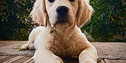 Abel participe au concours pour gagner de l'argent avec cette photo : golden_retriever, puppy, dog, wooden_deck, grass, outdoor, greenery, pet, animal, cute, young, fur, nature, playful, lying_down, close_up, daylight, portrait, domestic_animal, garden