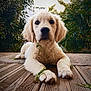 golden_retriever, puppy, dog, wooden_deck, grass, outdoor, greenery, pet, animal, cute, young, fur, nature, playful, lying_down, close_up, daylight, portrait, domestic_animal, garden