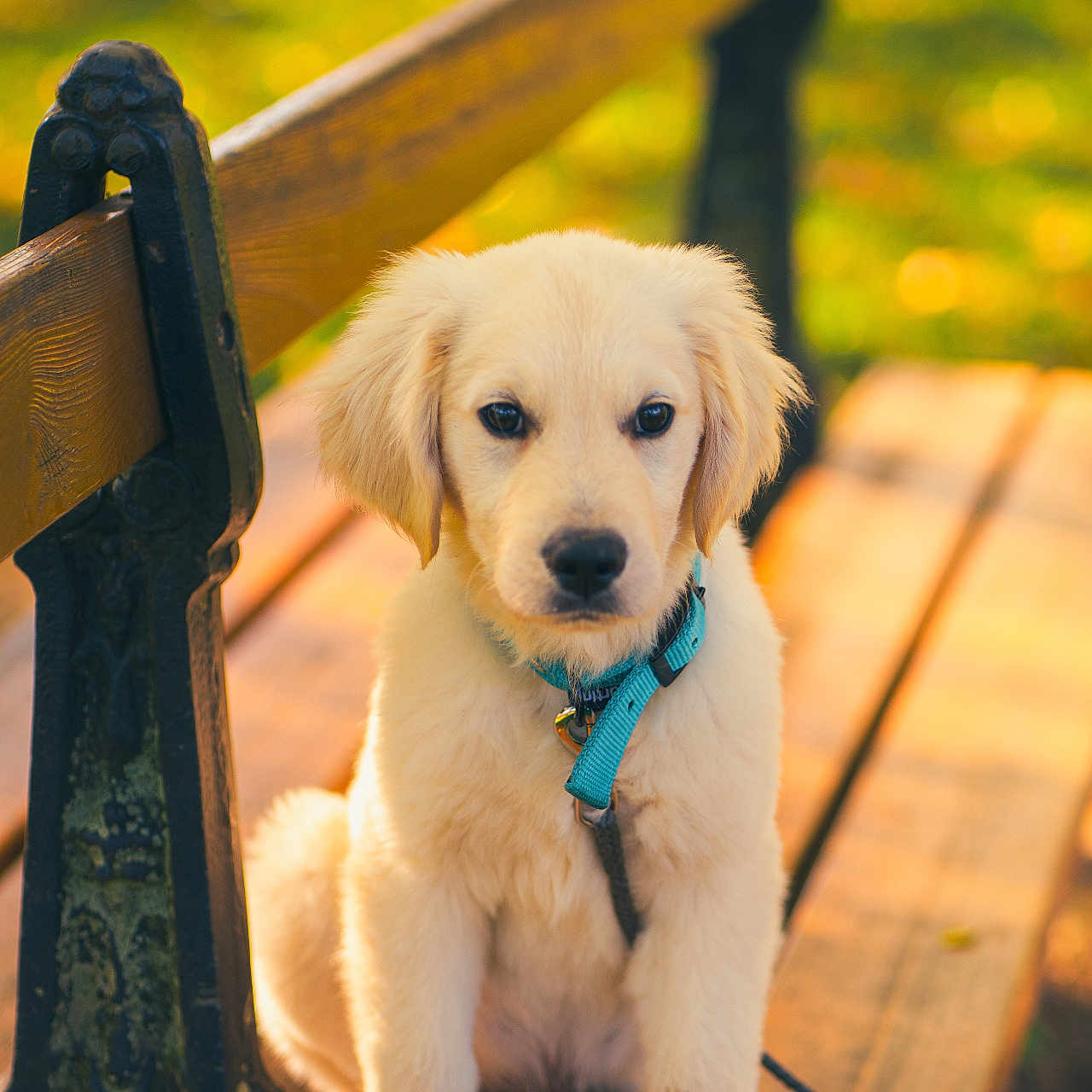 Abel participe au concours pour gagner de l'argent avec cette photo : animal, bench, calm, collar, cute, daylight, dog, fur, golden_retriever, leash, nature, outdoor, park, pet, portrait, puppy, sitting, sunlight, wood, young