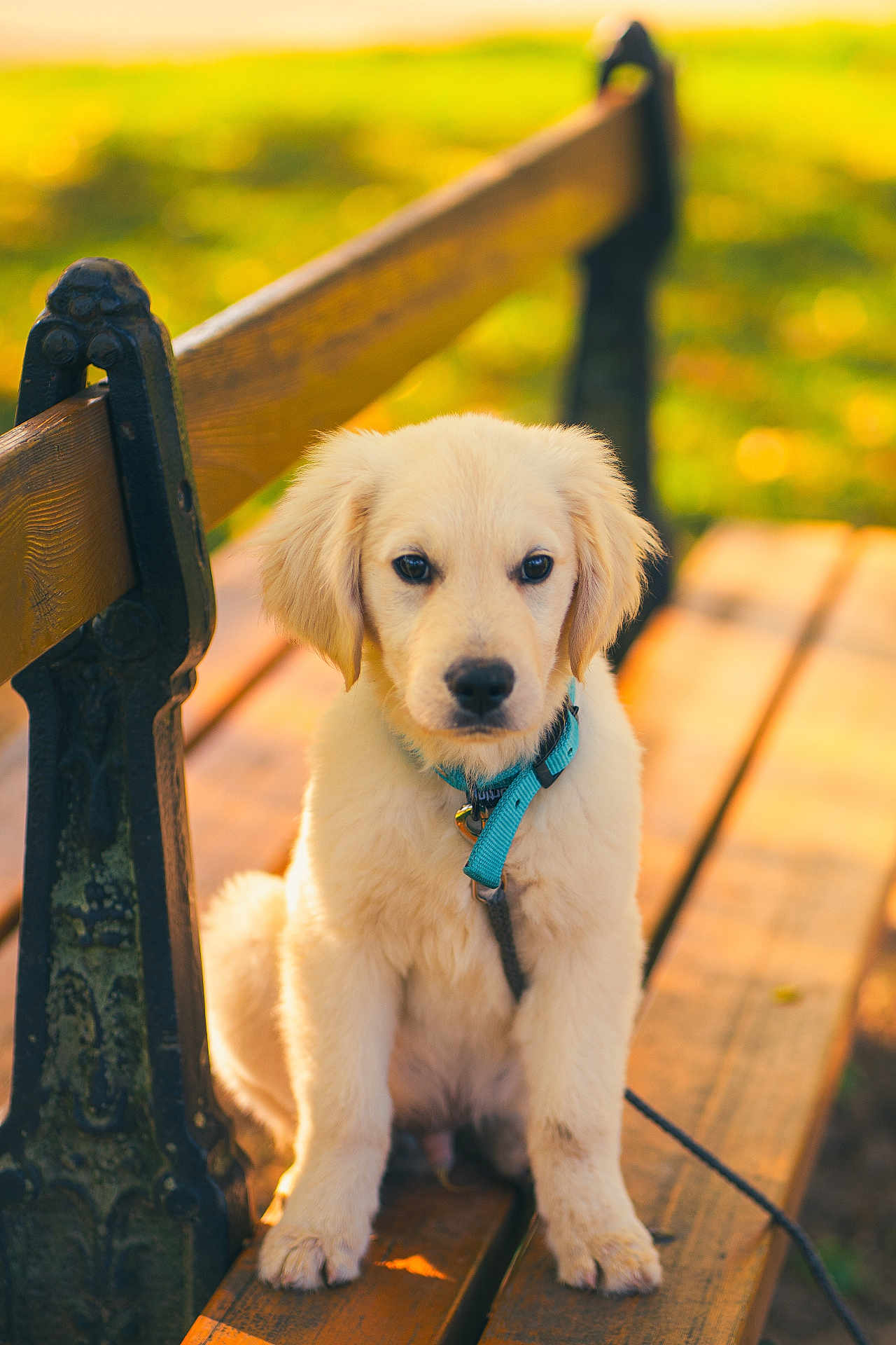 Abel participe au concours pour gagner de l'argent avec cette photo : puppy, dog, golden_retriever, bench, wood, outdoor, park, sunlight, animal, pet, young, fur, collar, leash, sitting, cute, nature, daylight, portrait, calm