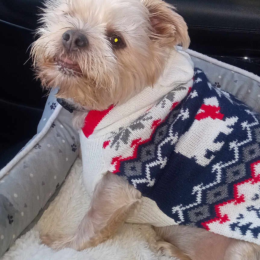 Brodie Bear is registered to the contest to win money with this photo: animal, car_door, car_interior, casual, comfort, cozy, cute, dog, fur, holiday_theme, indoors, light, looking_up, pet, plush_bed, portrait, seated, small_dog, sunlight, sweater