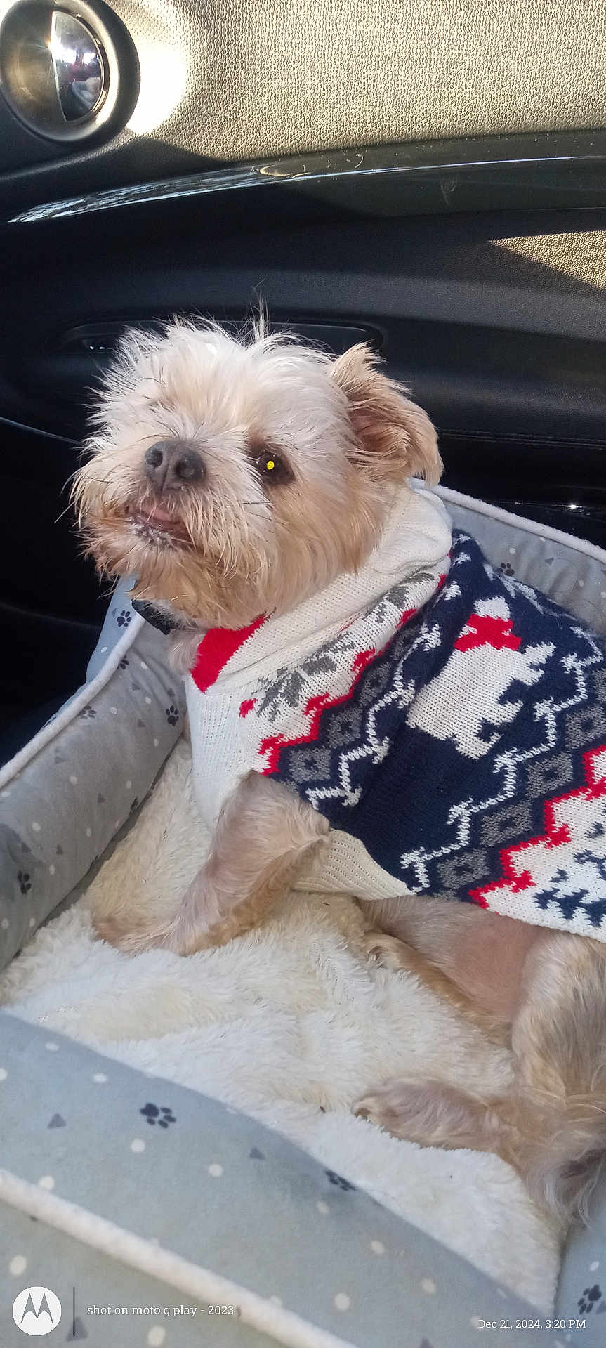 Brodie Bear is registered to the contest to win money with this photo: animal, car_door, car_interior, casual, comfort, cozy, cute, dog, fur, holiday_theme, indoors, light, looking_up, pet, plush_bed, portrait, seated, small_dog, sunlight, sweater