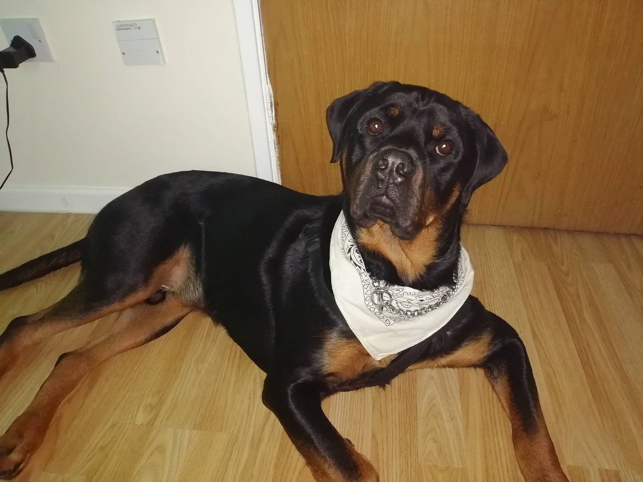 Harley joined the competition — help win amazing prizes! canidae, carnivore, companion_dog, dog, dog_breed, fawn, floor, flooring, guard_dog, hardwood, laminate_flooring, mammal, plywood, snout, tail, vertebrate, wood, wood_flooring, wood_stain, working_animal