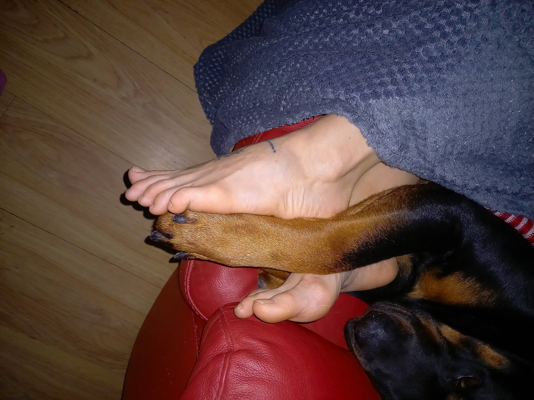 Harley joined the competition — help win amazing prizes! ankle, blood_vessel, comfort, finger, flesh, foot, human_leg, joint, laminate_flooring, leather, nail, tan, thumb, toe, wood_flooring, wrist