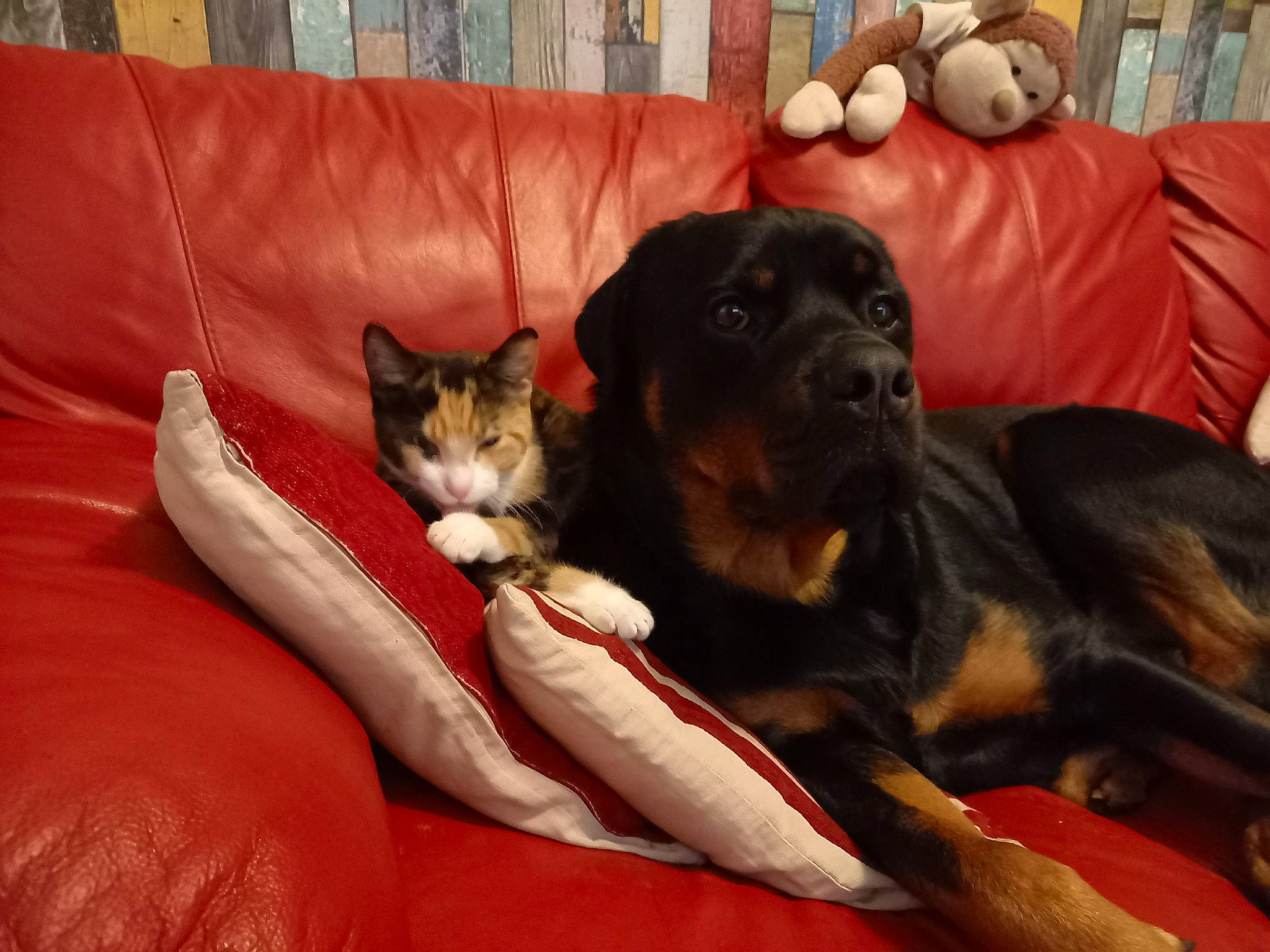 Harley is registered to the contest to win money with this photo: canidae, carnivore, comfort, companion_dog, couch, dog, dog_breed, fur, guard_dog, living_room, mammal, paw, pet_supply, small_to_medium_sized_cats, snout, sporting_group, stuffed_toy, vertebrate, working_animal, working_dog