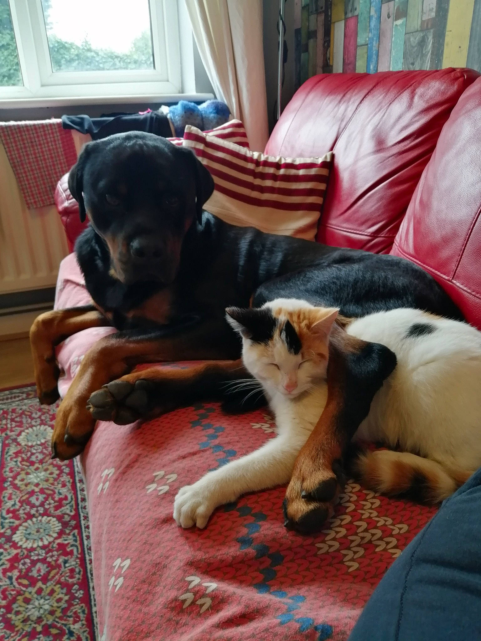 Harley is registered to the contest to win money with this photo: carnivore, cat, comfort, companion_dog, dog, dog_breed, felidae, floor, flooring, home, interior_design, linens, living_room, room, small_to_medium_sized_cats, snout, vertebrate, whiskers, window_covering