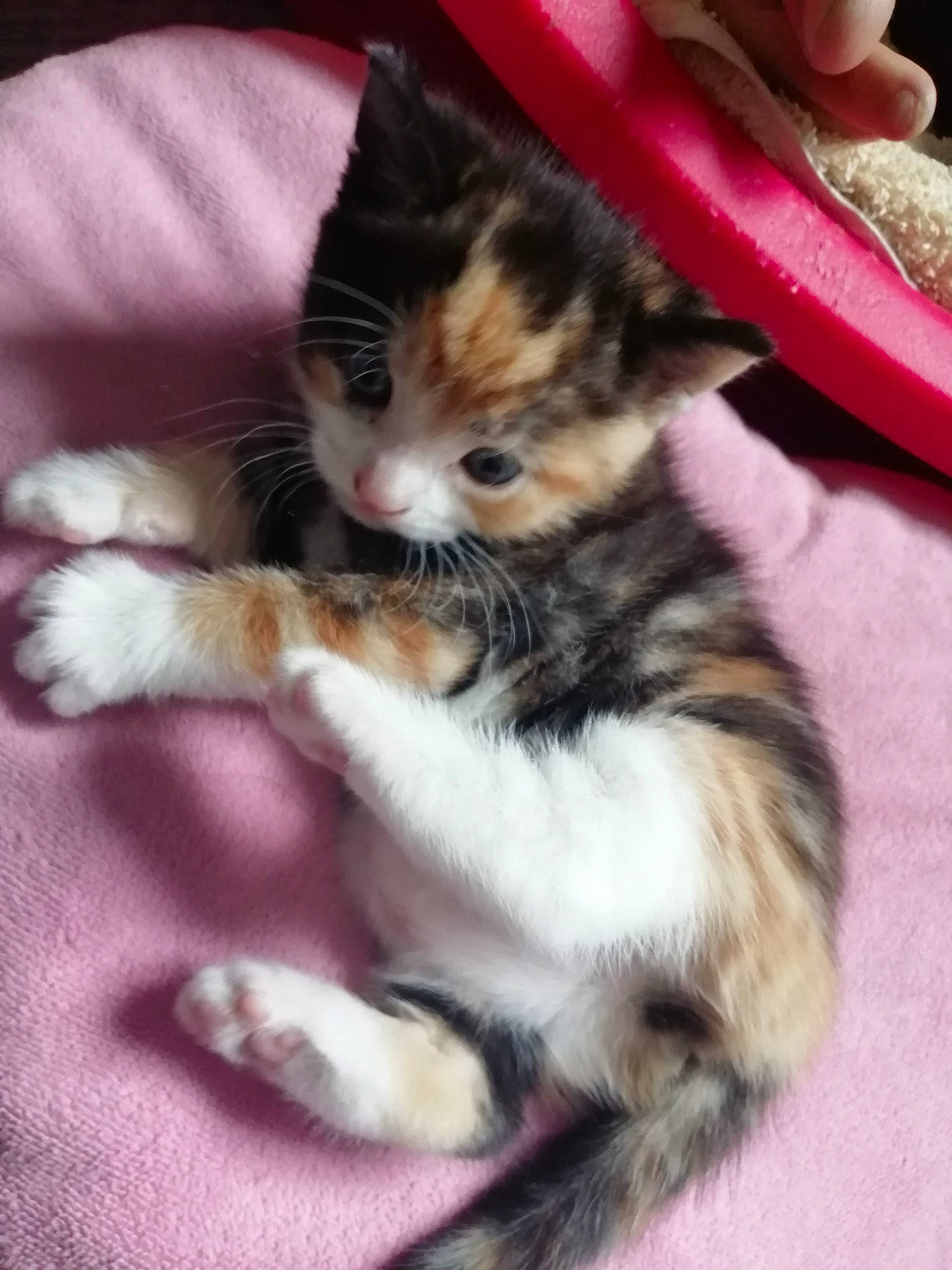 Pepper joined the competition — help win amazing prizes! carnivore, cat, claw, domestic_short_haired_cat, felidae, foot, fur, kitten, nail, paw, pink, small_to_medium_sized_cats, snout, tail, toe, vertebrate, whiskers