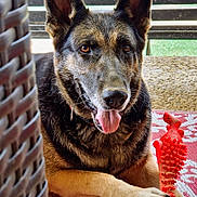 Zay joined the competition — help win amazing prizes! dog, german_shepherd, pet, animal, indoor, tongue_out, toy, red_toy, chew_toy, fur, ears, face, brown_eyes, laying_down, close_up, basket, rug, floor, happy, domestic