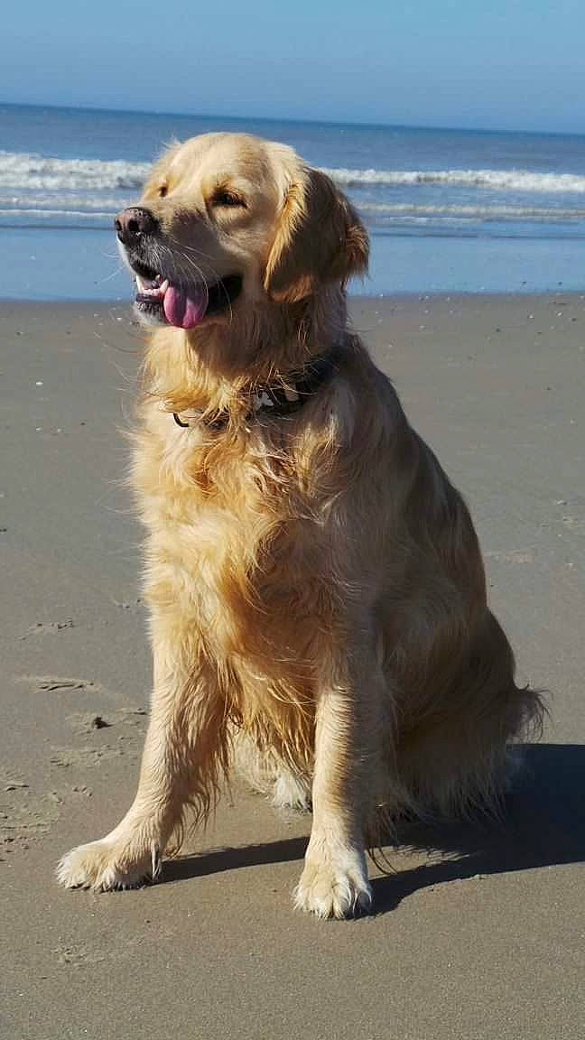 Holly participe au concours pour gagner de l'argent avec cette photo : animal, beach, canine, coast, cockerspaniel, dog, goldenretriever, labradorretriever, nature, outdoors, pet, puppy, sand, sea, seawaves, shoreline, soil, water
