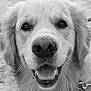 accessories, animal, bodypart, canine, cockerspaniel, collar, dog, eskimodog, goldenretriever, hound, labradorretriever, leash, mouth, person, pet, puppy, snout, teeth, tongue, whitedog