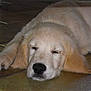 animal, canine, dog, eskimodog, goldenretriever, hound, husky, labradorretriever, person, pet, puppy, sleeping, snout, whitedog