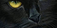 Kira is registered to the contest to win money with this photo: animal, animal_portrait, black_cat, black_fur, close_up, cute, detail, domestic_cat, eyes, face, feline, fur, intense_gaze, mystery, pet, portrait, texture, whiskers, wildlife, yellow_eyes