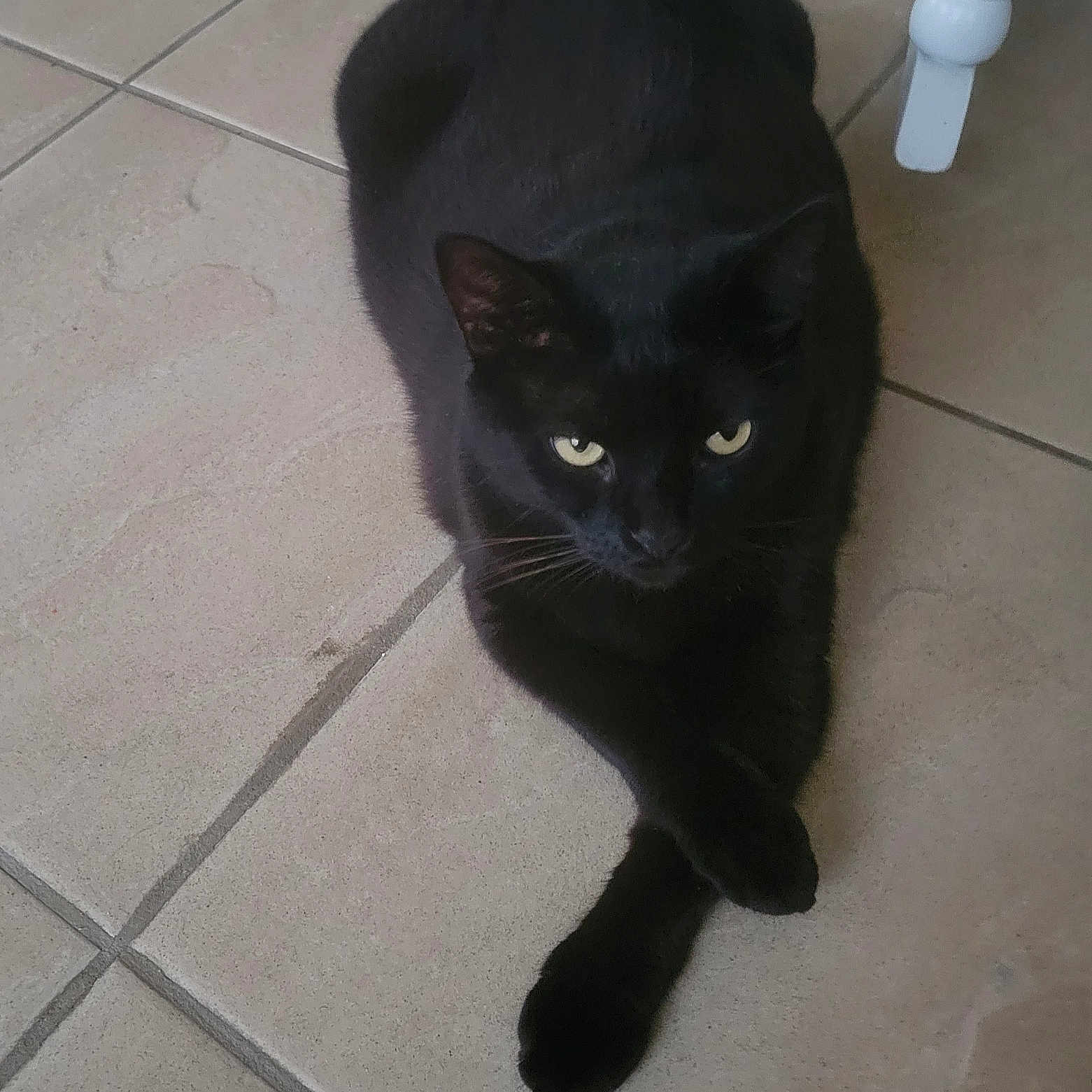 Kira joined the competition — help win amazing prizes! animal, black_cat, cat, closeup, crossed_paws, cute, domestic_cat, ears, eyes, feline, floor, fur, indoor, looking, mammal, one_animal, pet, resting, tile, whiskers