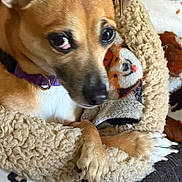 Rosie joined the competition — help win amazing prizes! dog, puppy, small_dog, brown_fur, white_chest, purple_collar, leash, large_eyes, close_up, portrait, lying_down, cuddling, plush_toy, stuffed_animal, blanket, soft_texture, indoor, pet, adorable, cozy