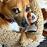 dog, puppy, small_dog, brown_fur, white_chest, purple_collar, leash, large_eyes, close_up, portrait, lying_down, cuddling, plush_toy, stuffed_animal, blanket, soft_texture, indoor, pet, adorable, cozy