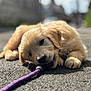 puppy, dog, golden_retriever, leash, chewing, outdoor, pavement, sunlight, closeup, playful, young_dog, animal, fluffy, pet, canine, nature, daylight, walking, blurred_background, cute