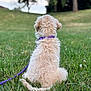 Arwen a rejoint le concours — aidez-le/la à gagner de superbes lots ! dog, grass, outdoor, leash, collar, fluffy, back_view, nature, pet, canine, greenery, trees, sky, blurred_background, sitting, animal, summer, peaceful, young_dog, park