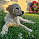 Arwen