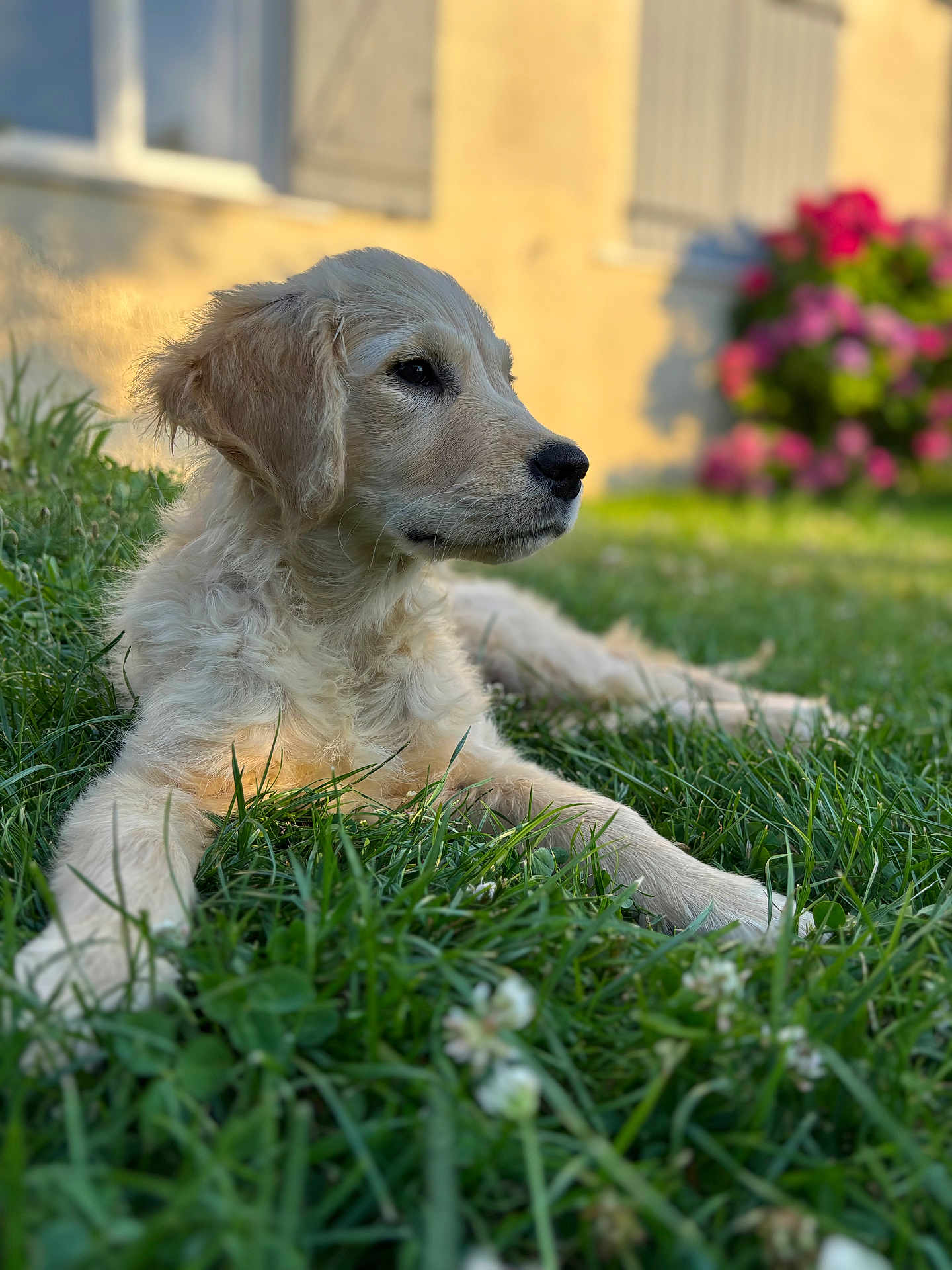 Arwen