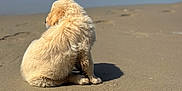 Arwen participe au concours pour gagner de l'argent avec cette photo : dog, puppy, beach, sand, waves, water, ocean, footprints, paw_prints, sunlight, sky, outdoor, animal, pet, sitting, back_view, nature, summer, coast, cute