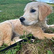 Arwen participe au concours pour gagner de l'argent avec cette photo : puppy, dog, grass, outdoor, animal, pet, canine, fur, leash, nature, young, cute, lying_down, closeup, side_view, ears, snout, collar, greenery, daylight
