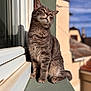 cat, tabby, gray_cat, pet, animal, windowsill, sunlight, outdoor, building, window, reflection, fur, whiskers, ears, paws, sitting, looking_up, daylight, shadow, sky
