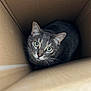 cat, tabby, cardboard_box, pet, animal, feline, curious, indoor, whiskers, ears, eyes, looking_up, close_up, cute, domestic_cat, mammal, fur, playful, box, portrait