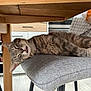 cat, tabby_cat, sleeping, chair, cushion, indoor, wooden_table, tongue_out, relaxed, pet, feline, gray_fabric, home, domestic_cat, resting, fur, whiskers, kitchen, floor, cozy