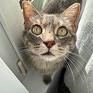 Rocket a rejoint le concours — aidez-le/la à gagner de superbes lots ! cat, close_up, green_eyes, whiskers, curious, indoor, natural_light, fur, pet, animal, window, curtain, face, portrait, looking_up, domestic_cat, feline, soft_light, whiskers_visible, cute