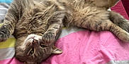 Rocket participe au concours pour gagner de l'argent avec cette photo : cat, tabby, fluffy, pet, animal, feline, relaxed, lying_down, upside_down, paws, bed, blanket, striped, indoor, cute, sleepy, fur, whiskers, ears, resting