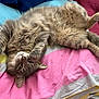 cat, tabby, fluffy, pet, animal, feline, relaxed, lying_down, upside_down, paws, bed, blanket, striped, indoor, cute, sleepy, fur, whiskers, ears, resting