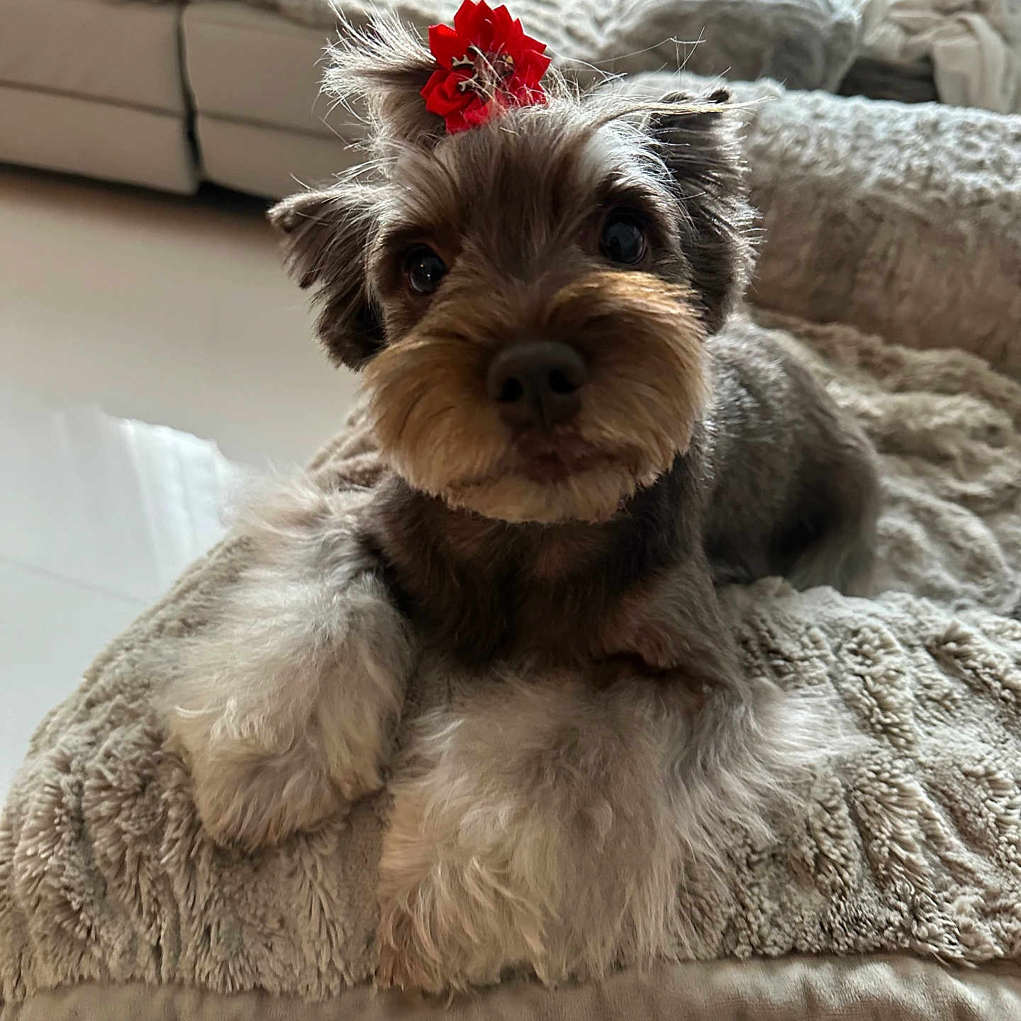 Bella