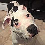 Tank is registered to the contest to win money with this photo: dog, white_dog, black_patches, curious, indoors, tile_floor, pet, canine, close_up, looking_up, ears, snout, animal, companion, domestic, portrait, cute, friendly, alert, black_and_white