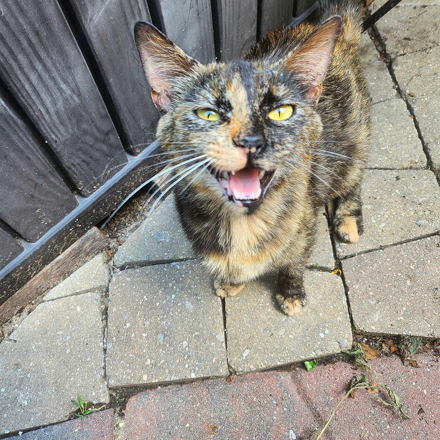 Silky is registered to the contest to win money with this photo: animal, cat, close_up, curious, daylight, ears, fur_pattern, ground, meowing, nature, outdoor, pavement, pet, stone_tiles, tail, tortoiseshell, vocal, whiskers, wooden_fence, yellow_eyes